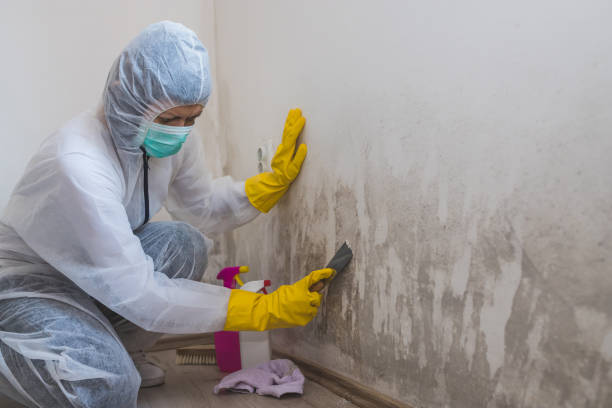 Best Mold Damage Repair  in Tinley Park, IL
