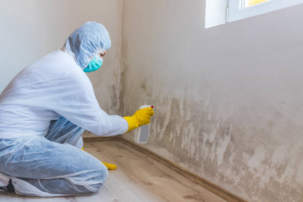 Mold Removal Process in Tinley Park, IL