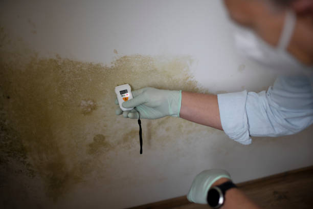 Best Office Mold Removal Services  in Tinley Park, IL