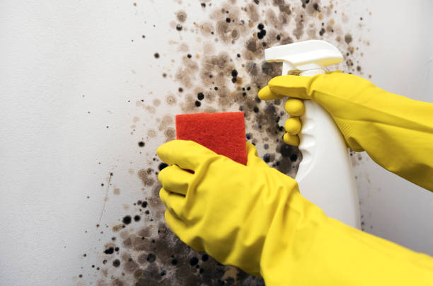 Best Crawl Space Mold Removal  in Tinley Park, IL