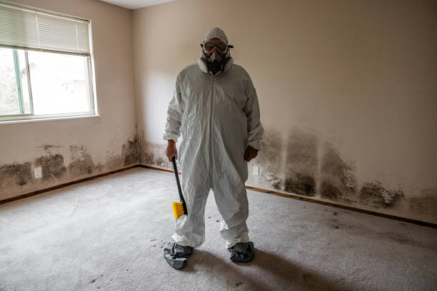 Reliable Tinley Park, IL Mold Removal Solutions