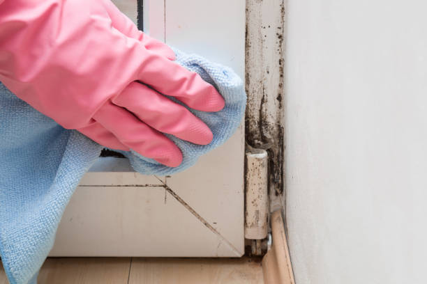 Best Home Mold Removal  in Tinley Park, IL