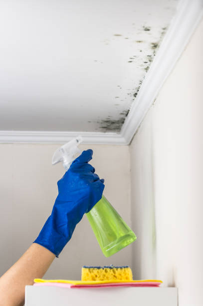 Best Attic Mold Removal  in Tinley Park, IL