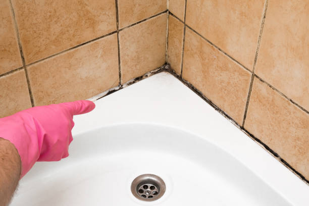 Best Residential Mold Removal  in Tinley Park, IL